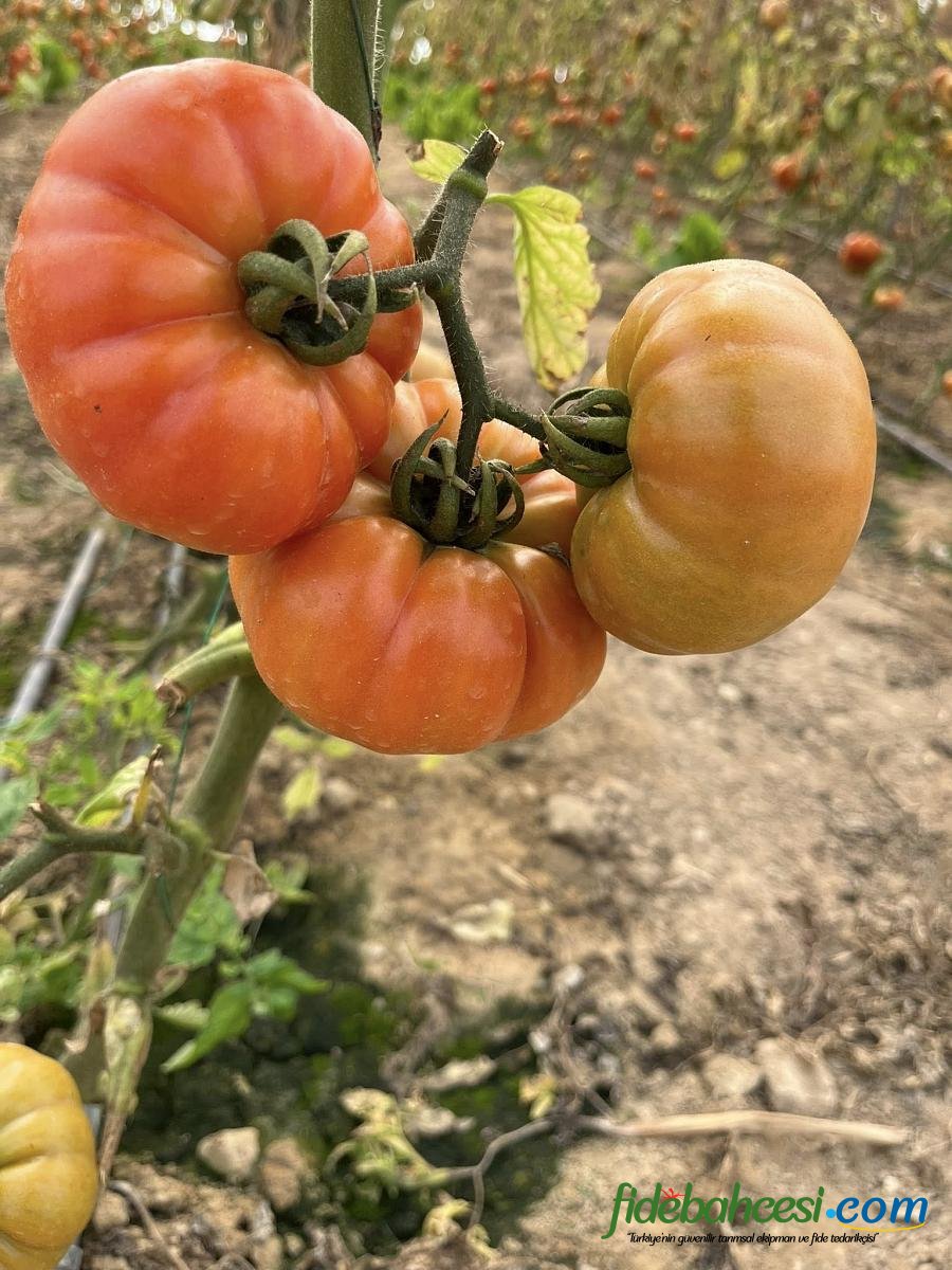 Kuzey Köy F1 Hibrit Köy Tipi Domates Fidesi - Görsel 2