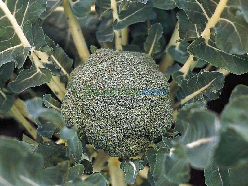 Lucky F1 Brokoli Fidesi