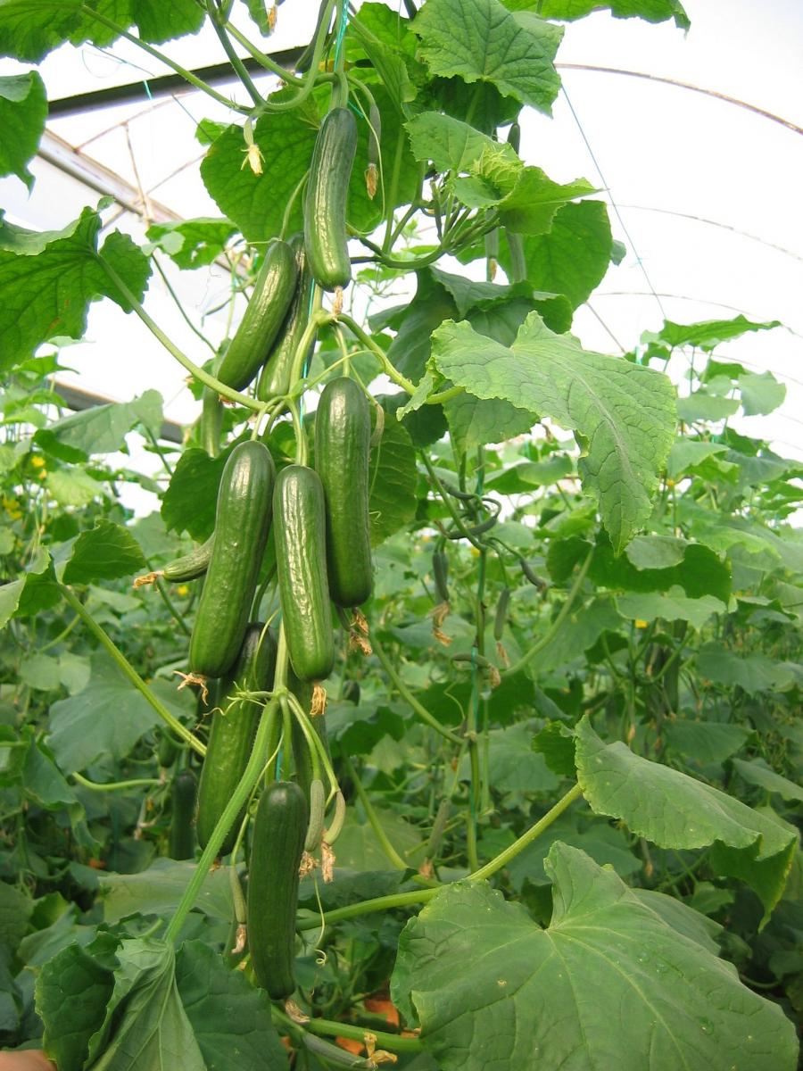 Malazgirt F1 Hıyar Fidesi - Görsel 4