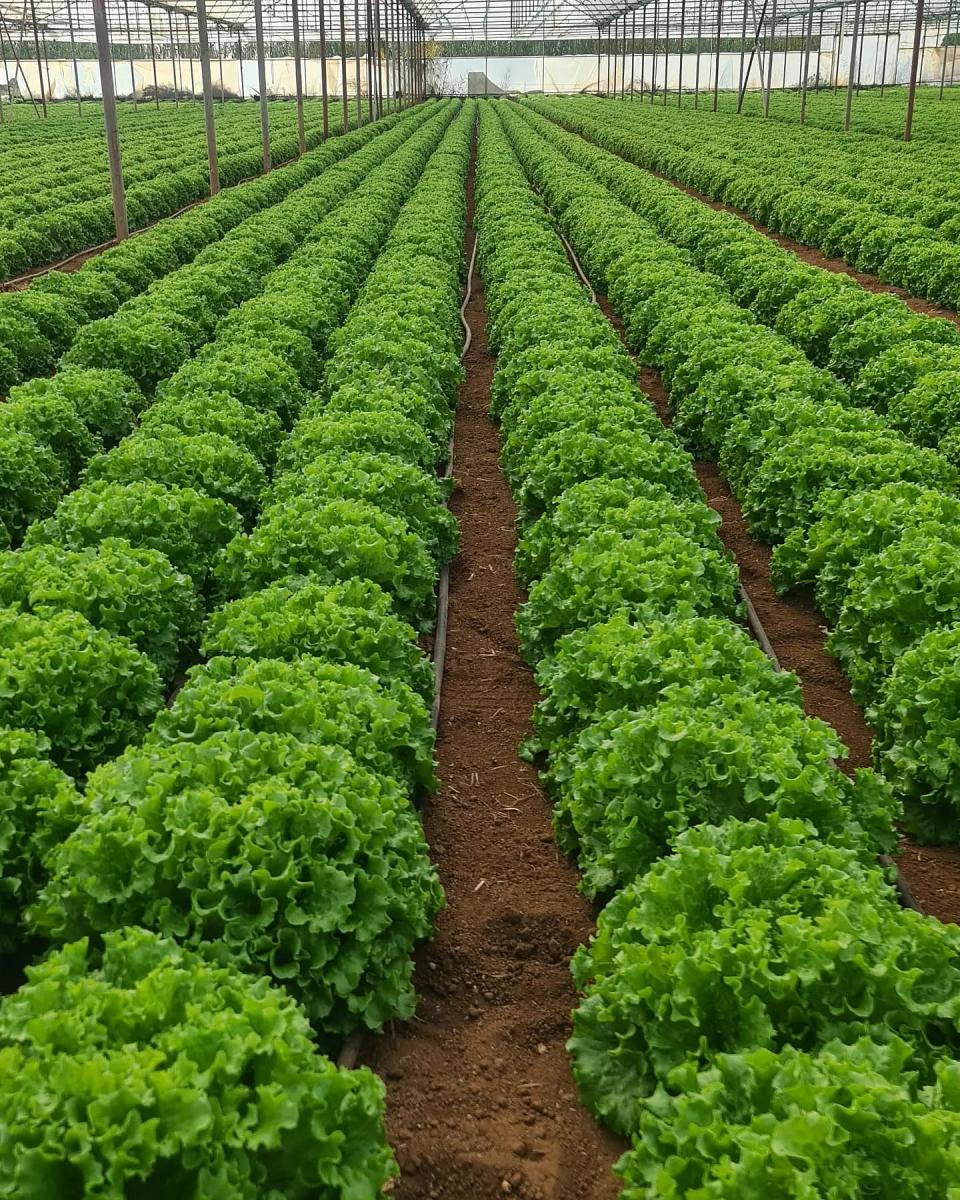 Melina Kıvırcık Marul Fidesi - Görsel 3