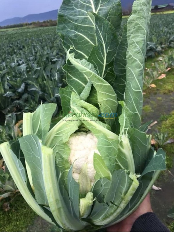 Meriva F1 Karnabahar Fidesi