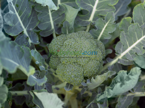 Monopoly F1 Brokoli Fidesi