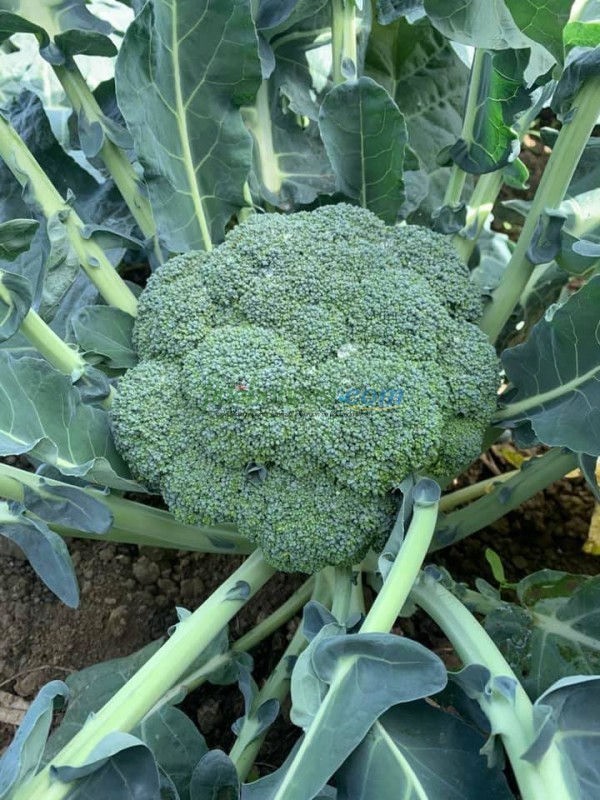 Naxos F1 Brokoli Fidesi