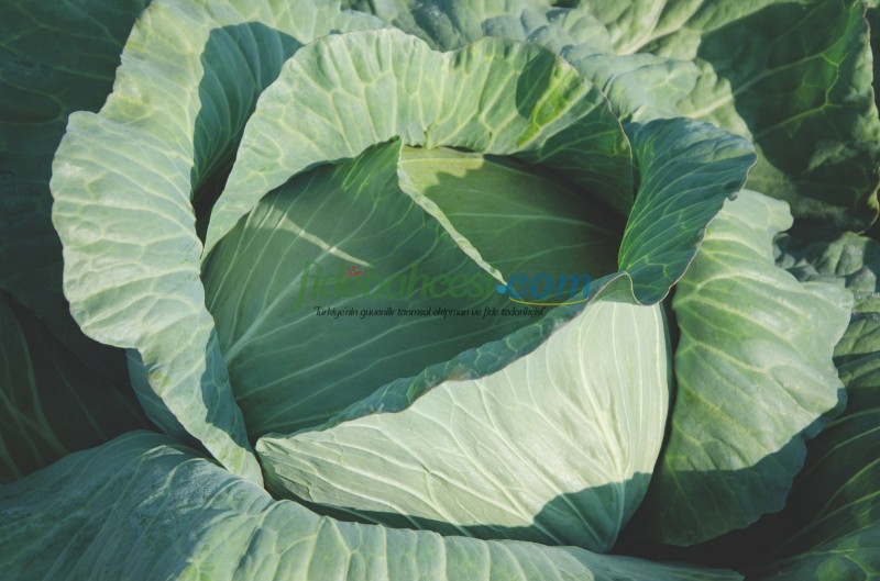 Nokta F1 Beyaz Lahana Fidesi - Görsel 3