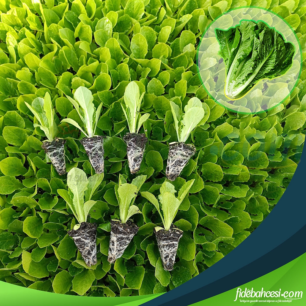 Paspartu Yedikule Düz Marul