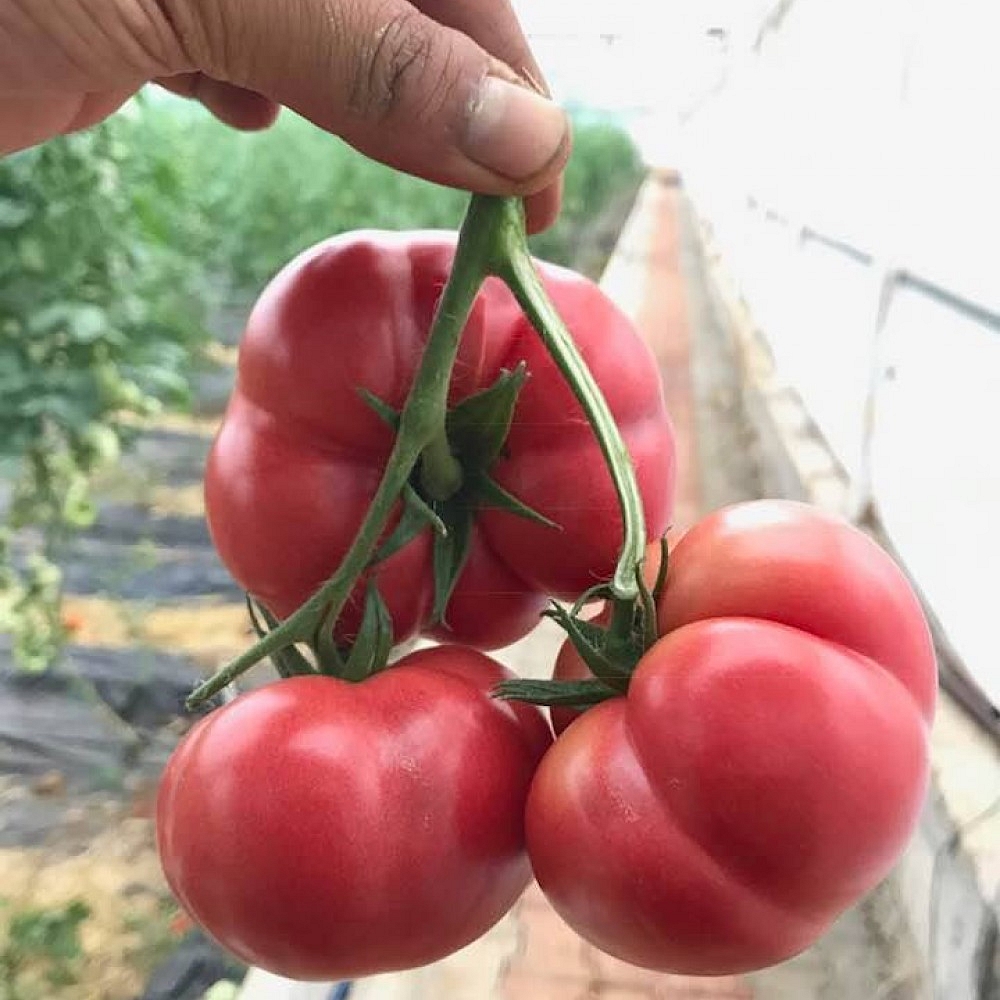 Pembe Köy F1 Domates Fidesi - Görsel 2