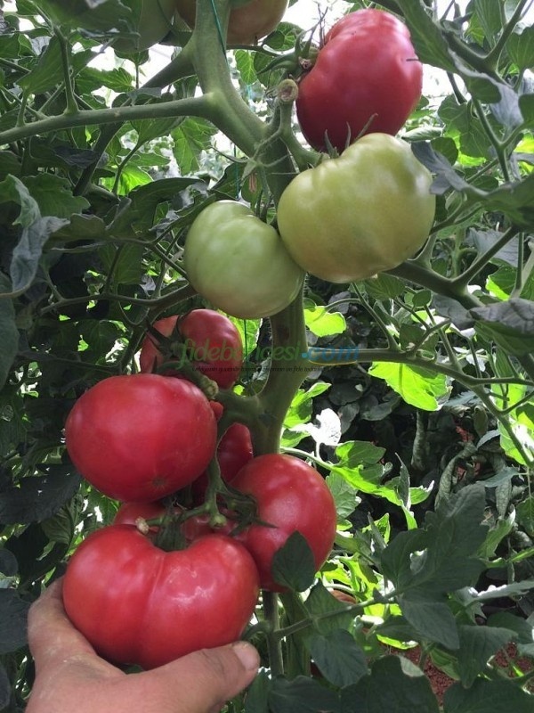  Pembesultan F1 Domates Tohumu - Görsel 3