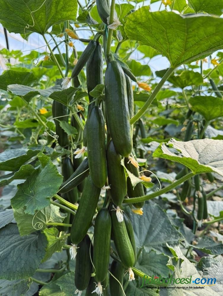 Petek Çıtır F1 Hıyar Fidesi