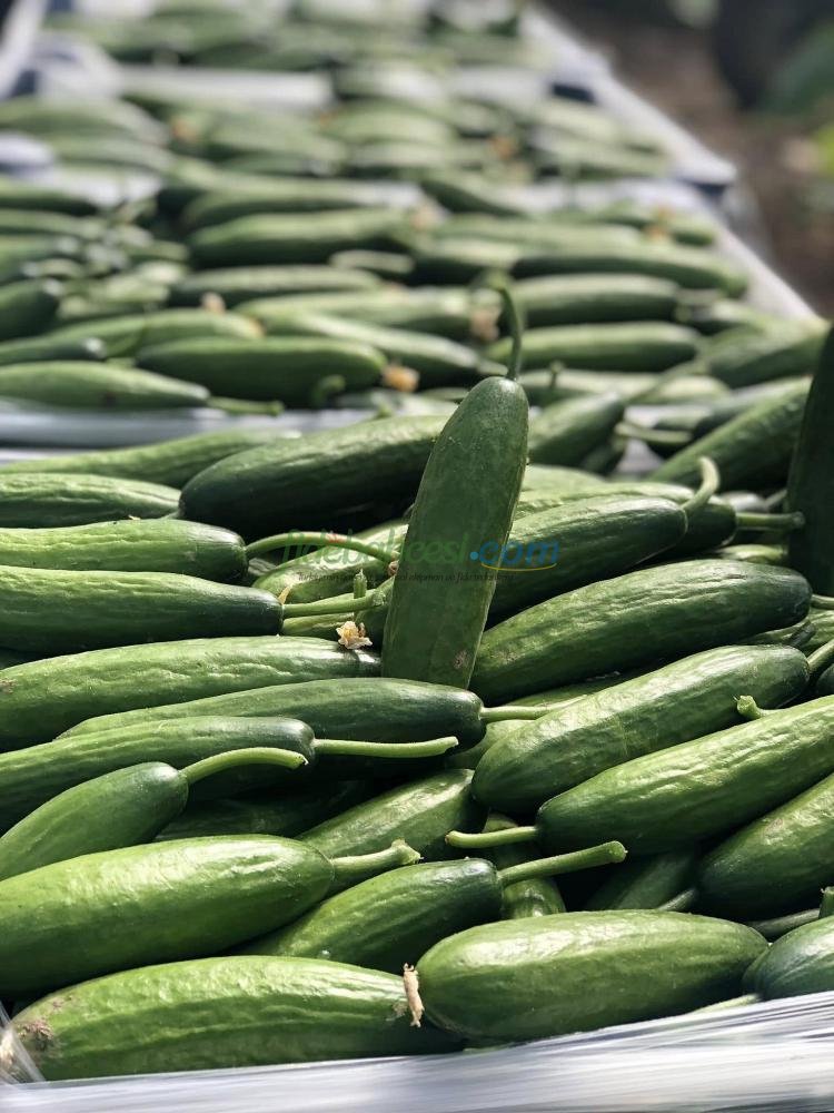 Ptk 40 Silor Hıyar Fidesi - Görsel 2