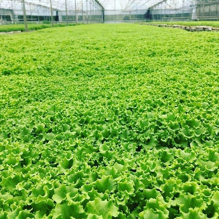 Santarinas Iceberg Marul Fidesi - Görsel 3