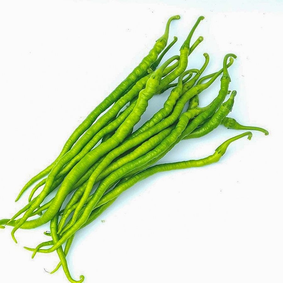 Standart Acı Kıl Biber Fidesi