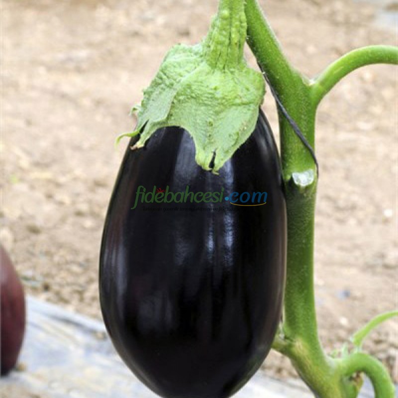 Tasca F1 Patlıcan Fidesi - Görsel 2