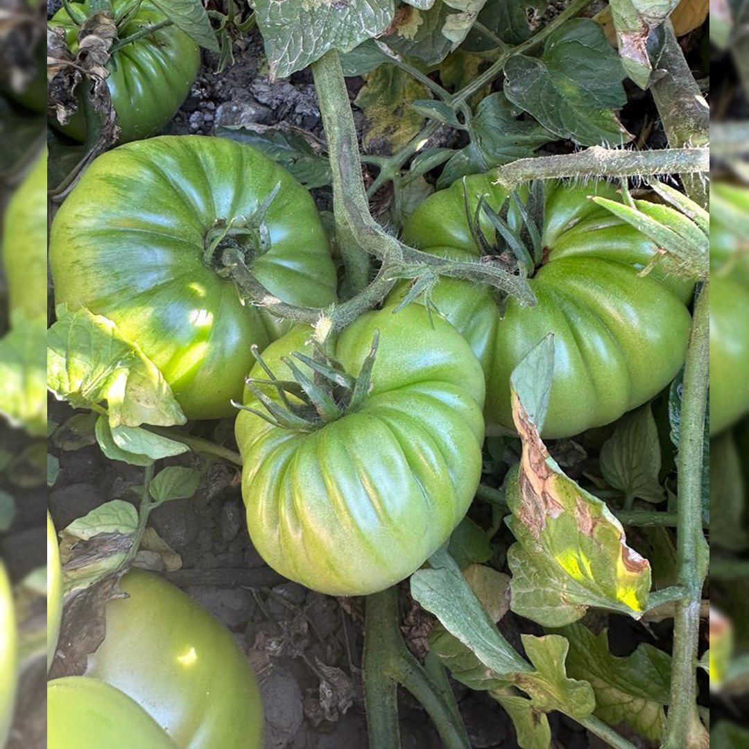 Taşkın F1 Köy Domatesi Fidesi