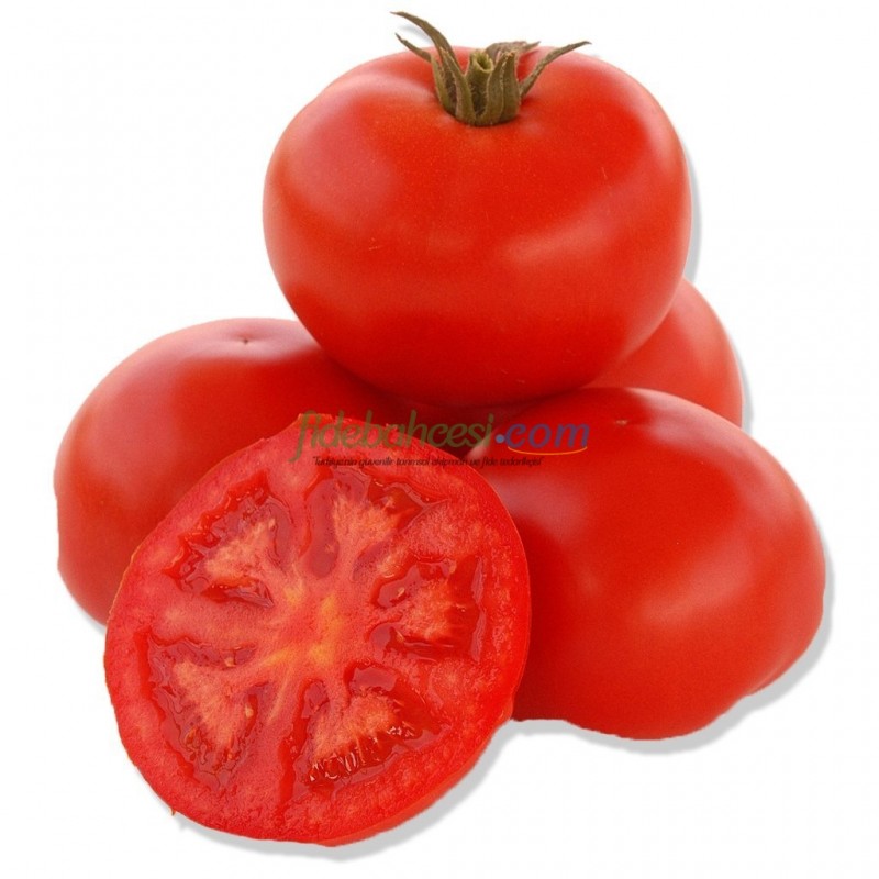 Troy F1 Oturak Domates Fidesi