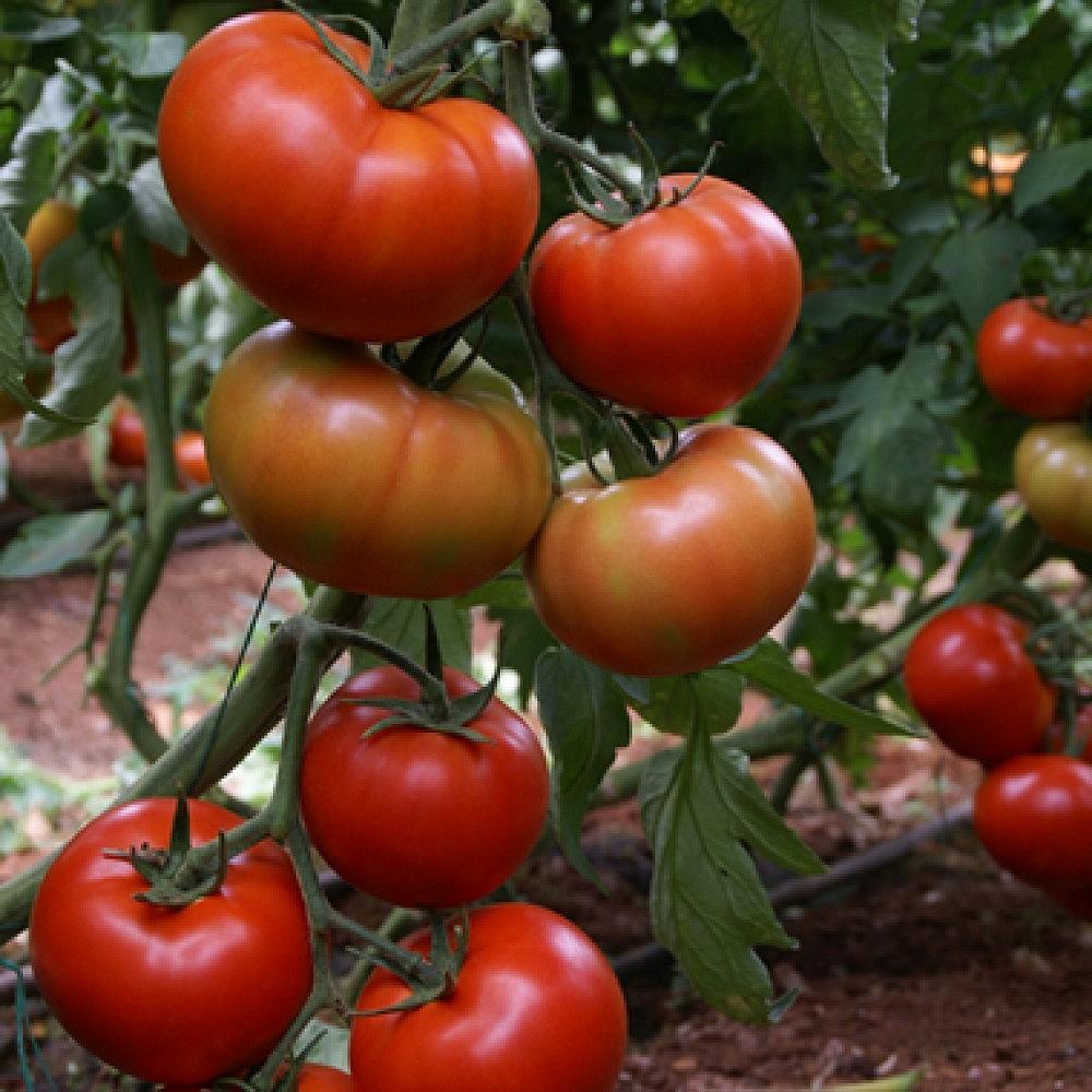 Tybeef F1 Domates Fidesi