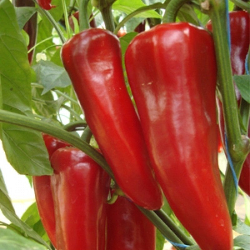 Uygar F1 Kapya Biber Fidesi