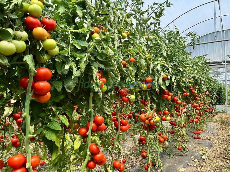 Volante F1 Domates Fidesi - Görsel 3