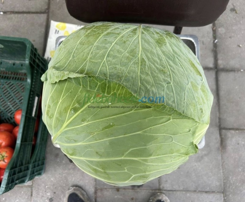 Yazgülü F1 Lahana Fidesi - Görsel 2