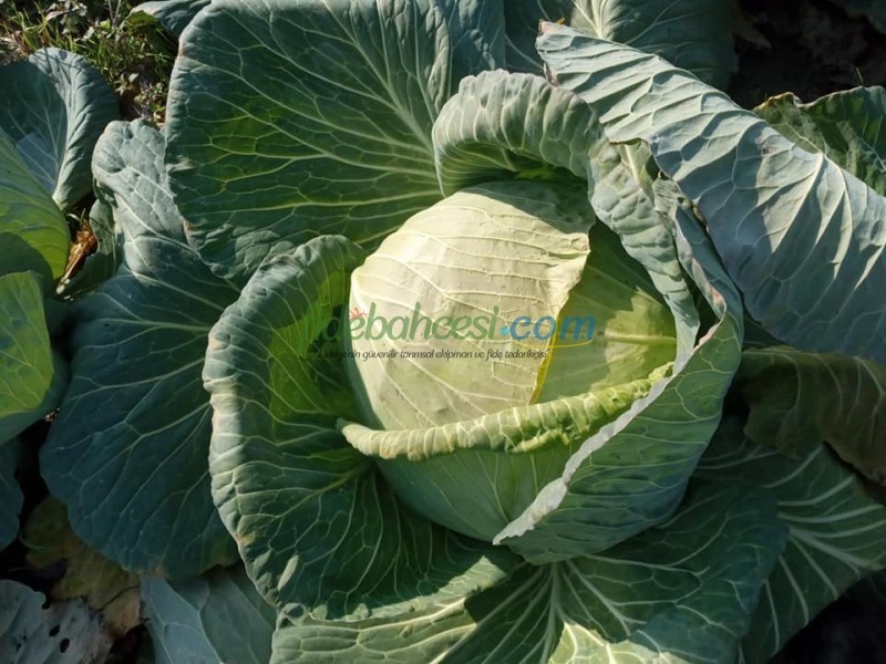 Yazgülü F1 Lahana Fidesi - Görsel 3