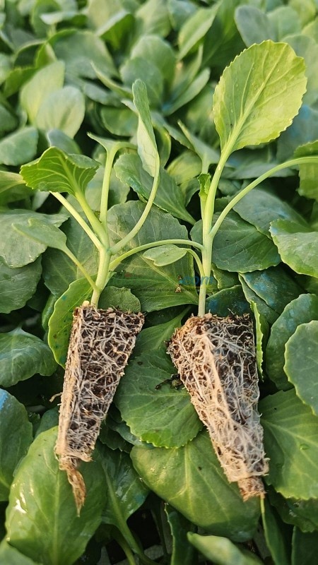 Yazgülü F1 Lahana Fidesi - Görsel 4