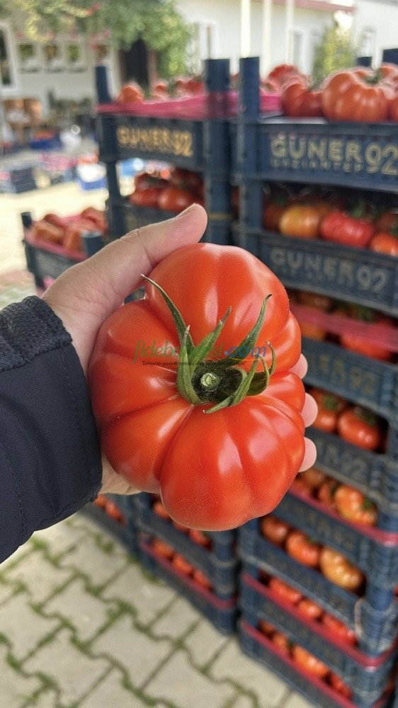 Yıldızköy F1 Domates Tohumu - Görsel 6