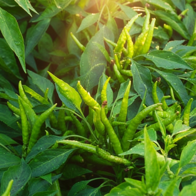 Yukarı Bakan Cin Biber Fidesi