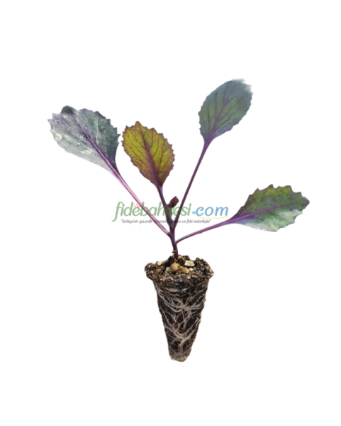 Kırmızı Lahana Fidesi