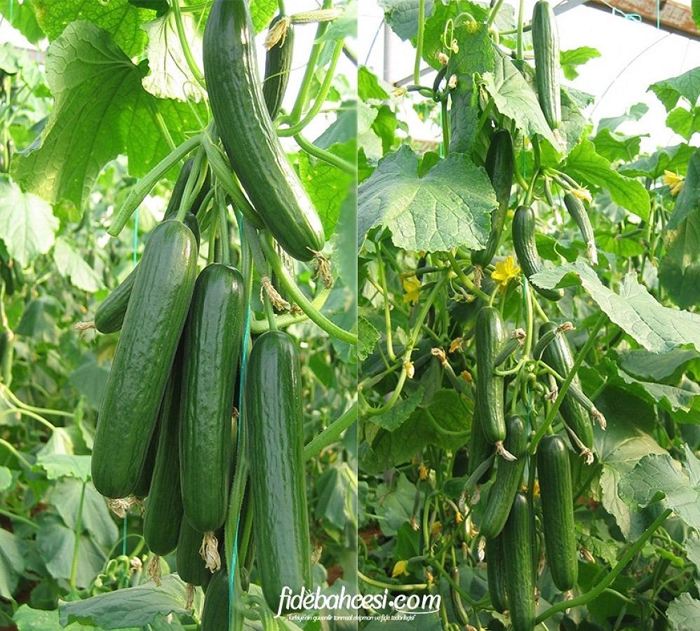 Amisos F1 Hıyar Fidesi