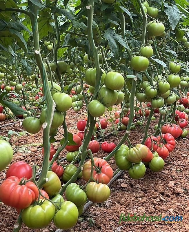 Aşılı Pepton F1 Domates Fidesi - Görsel 4